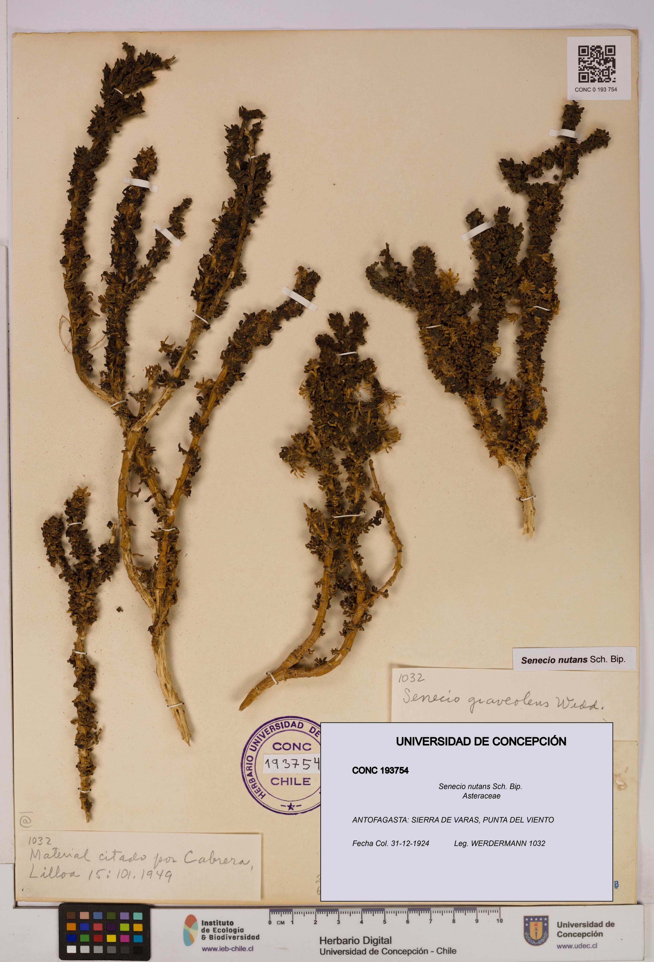 Senecio nutans [Espécimen: UDEC:CONC:0193754]