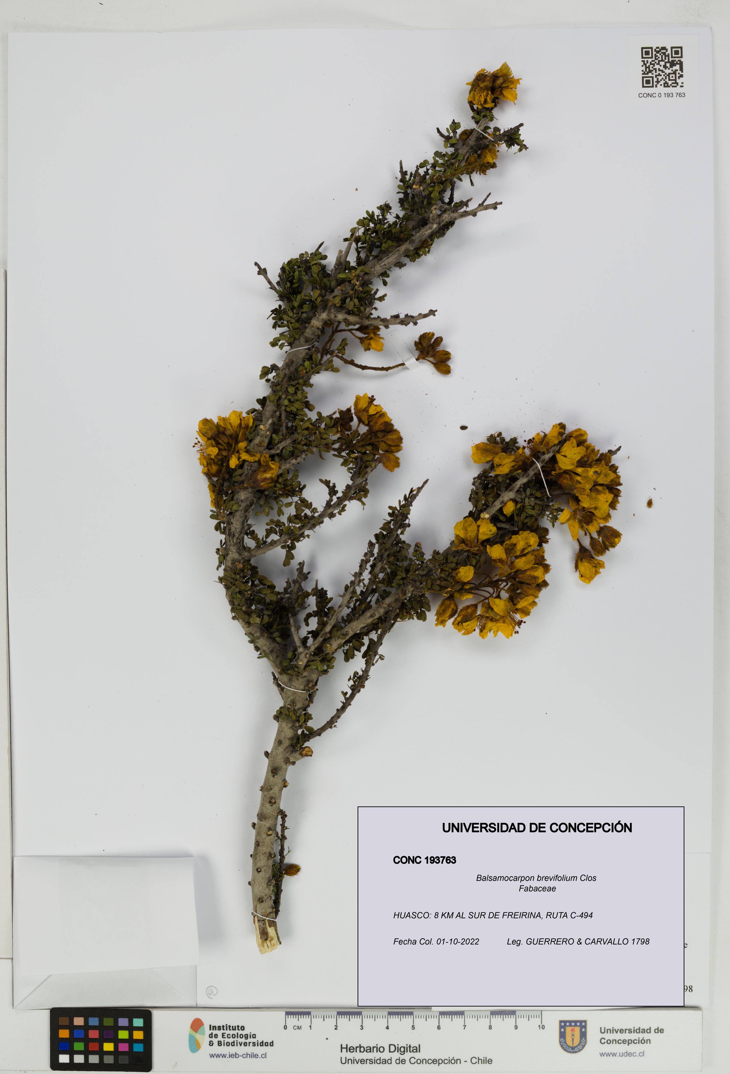 Balsamocarpon brevifolium [Espécimen: UDEC:CONC:0193763]