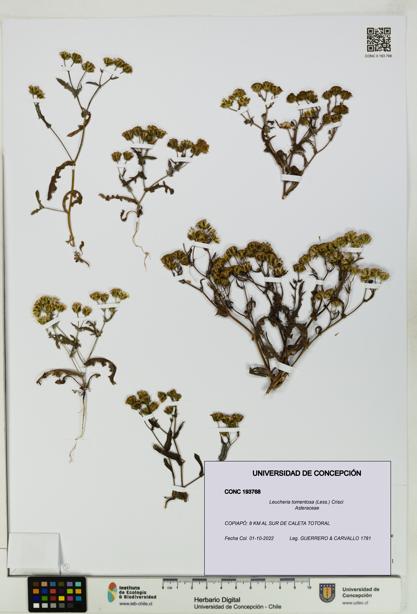 Leucheria tomentosa [Espécimen: UDEC:CONC:0193768]
