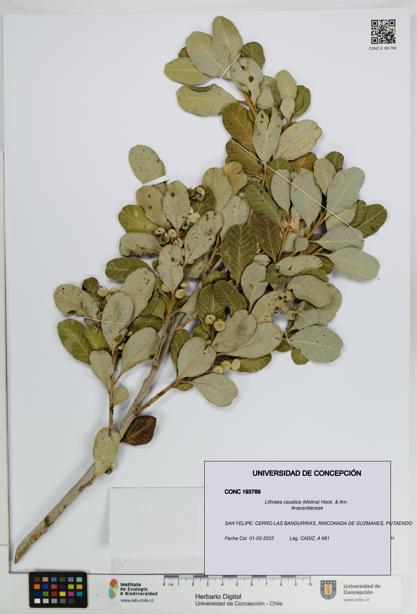 Lithraea caustica [Espécimen: UDEC:CONC:0193769]