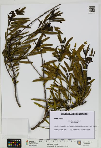 Skytanthus acutus [Espécimen: UDEC:CONC:0193793]