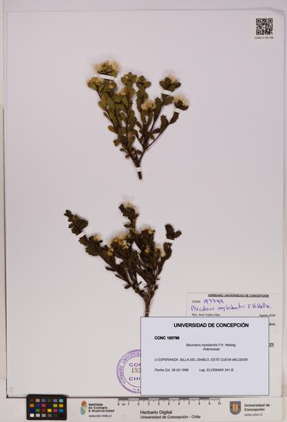 Baccharis mylodontis [Espécimen: UDEC:CONC:0193799]