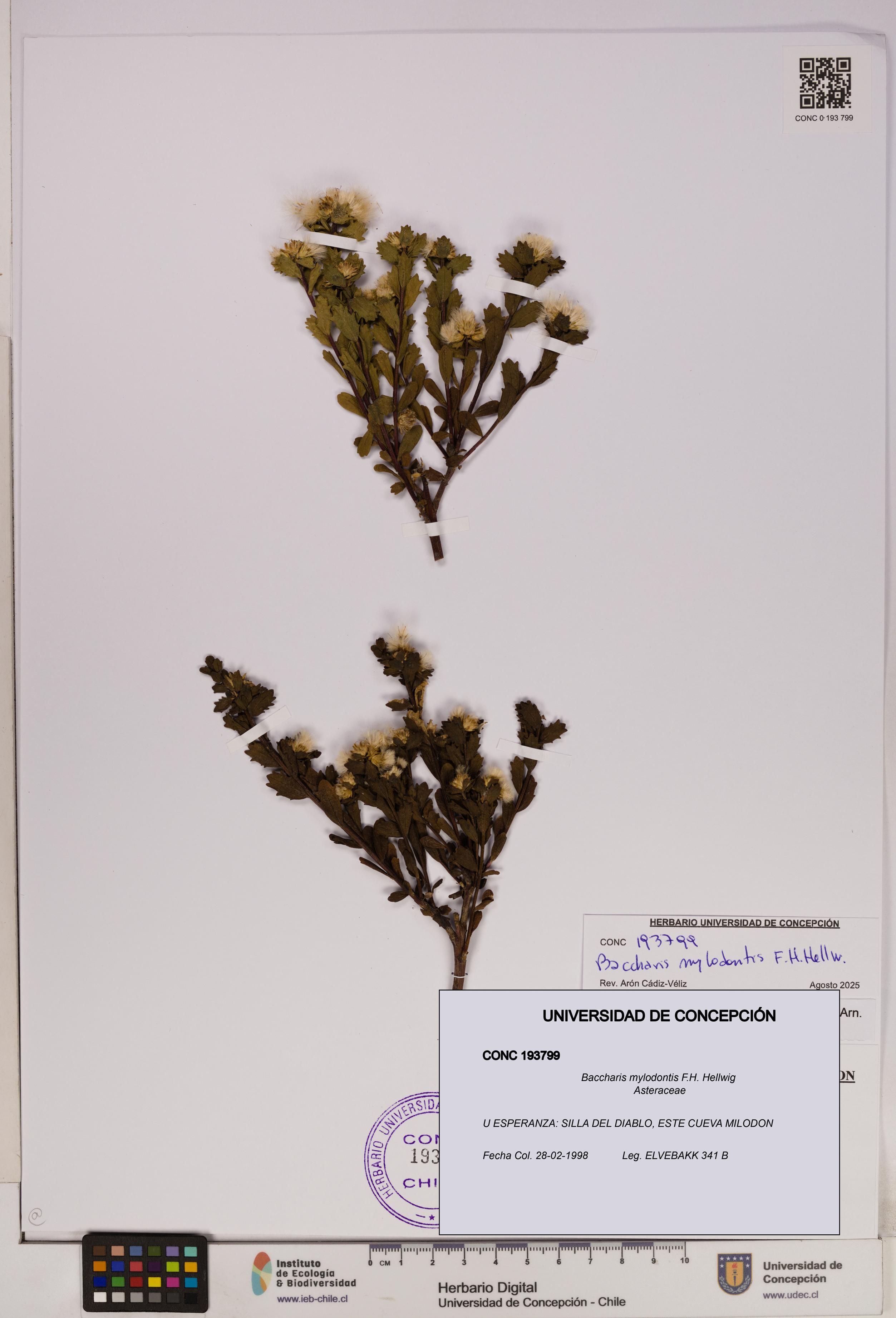 Baccharis mylodontis [Espécimen: UDEC:CONC:0193799]