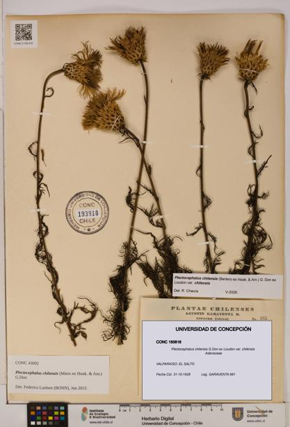 Plectocephalus chilensis var. chilensis [Espécimen: ]