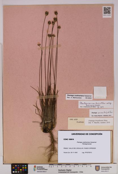 Plantago zoellneriana [Espécimen: UDEC:CONC:0193819]
