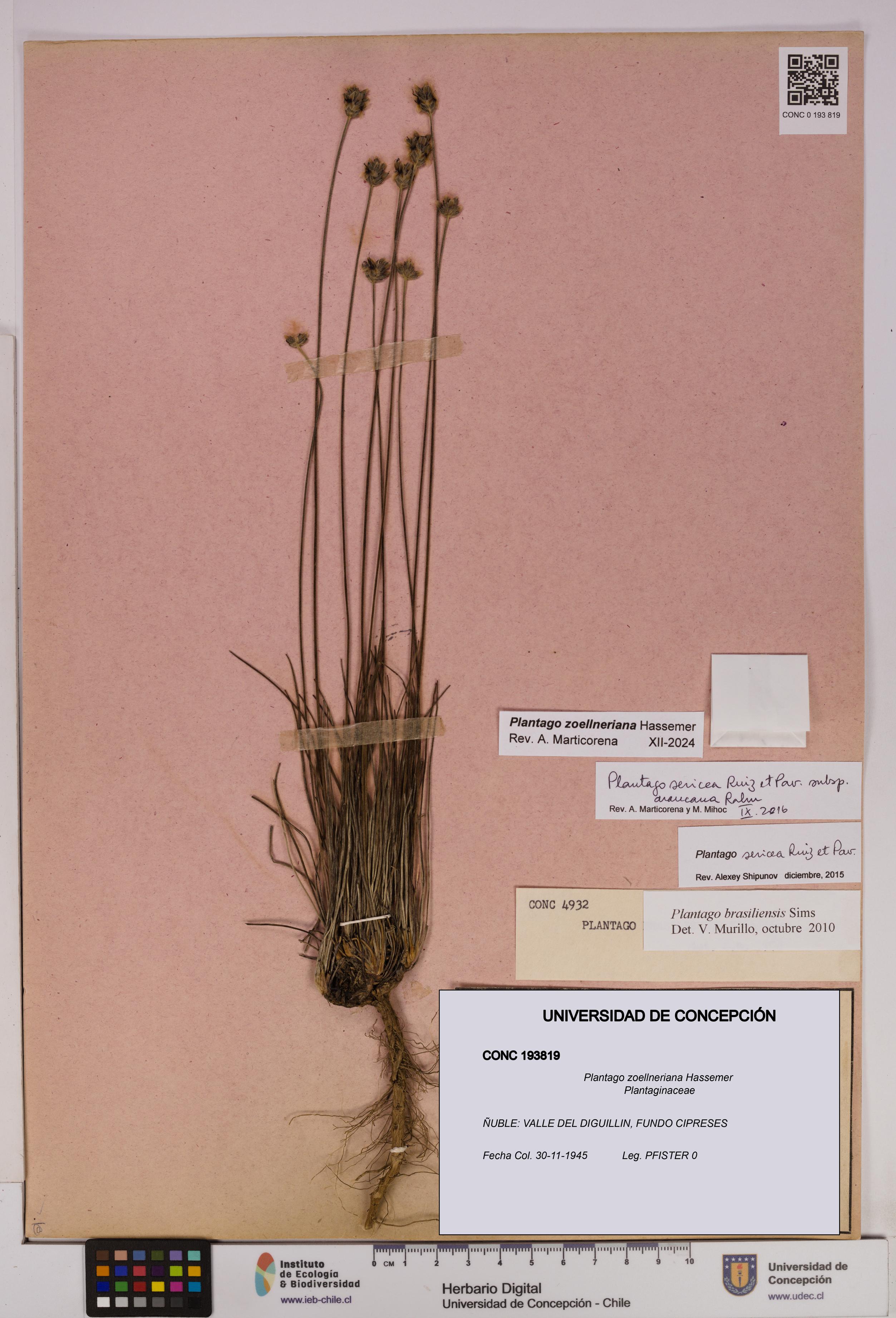 Plantago zoellneriana [Espécimen: UDEC:CONC:0193819]