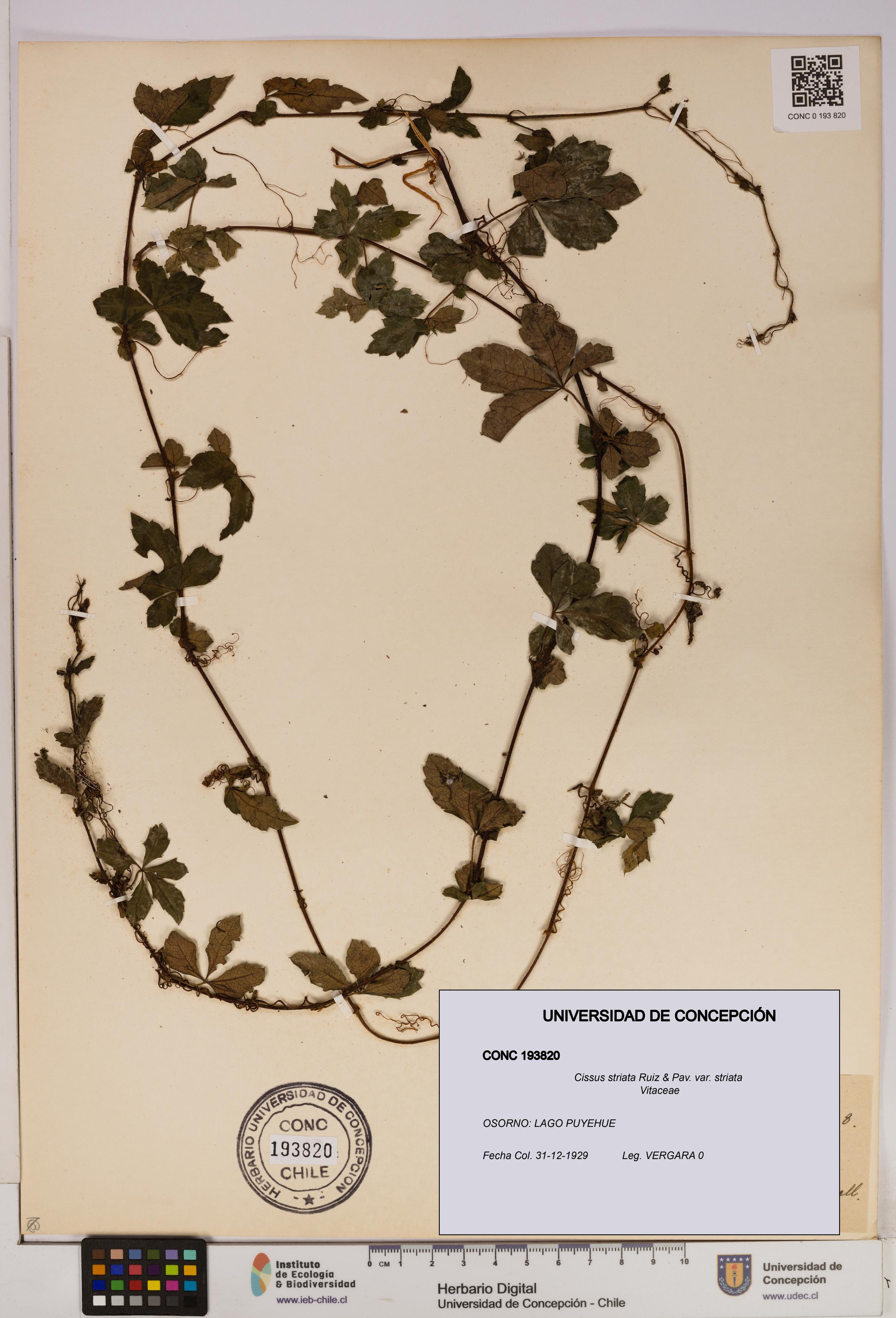 Cissus striata var. striata [Espécimen: UDEC:CONC:0193820]