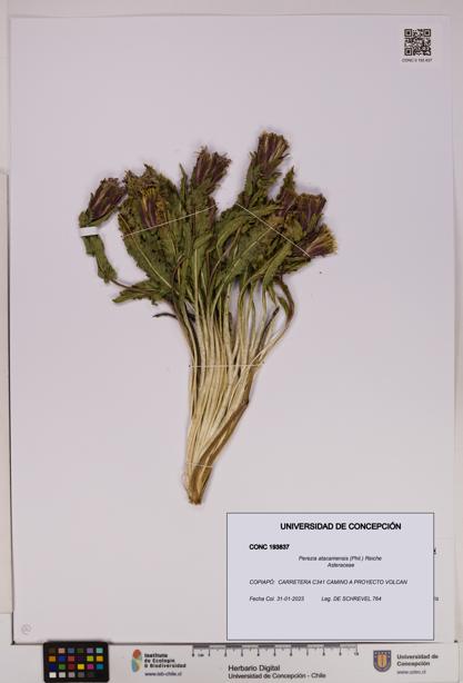 Perezia atacamensis [Espécimen: UDEC:CONC:0193837]