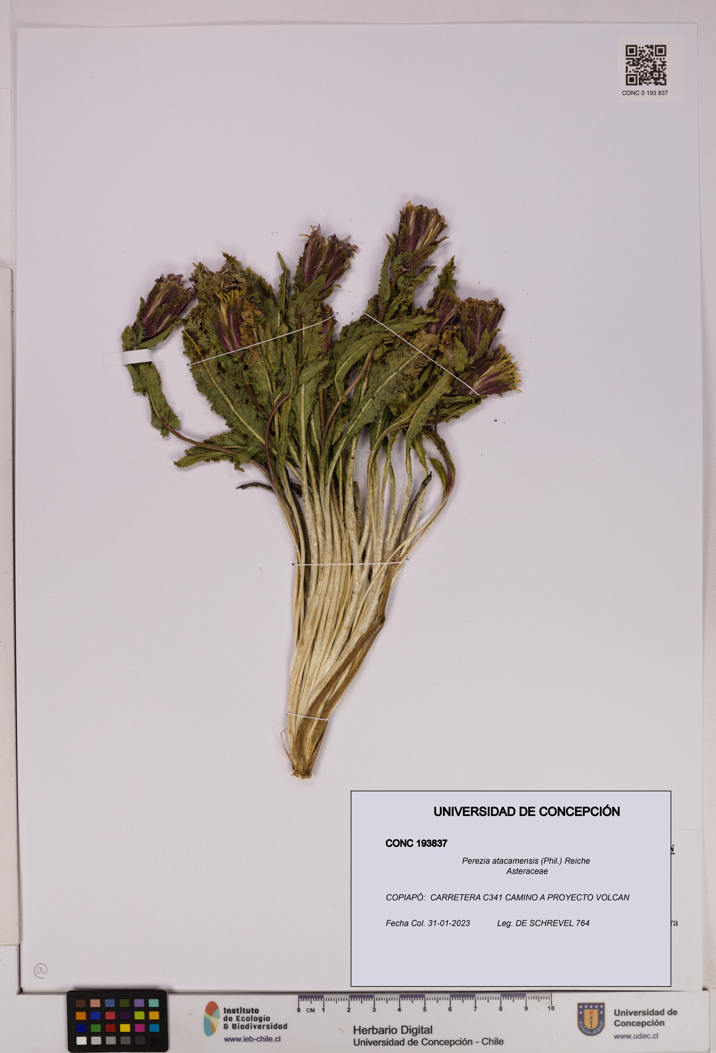 Perezia atacamensis [Espécimen: UDEC:CONC:0193837]