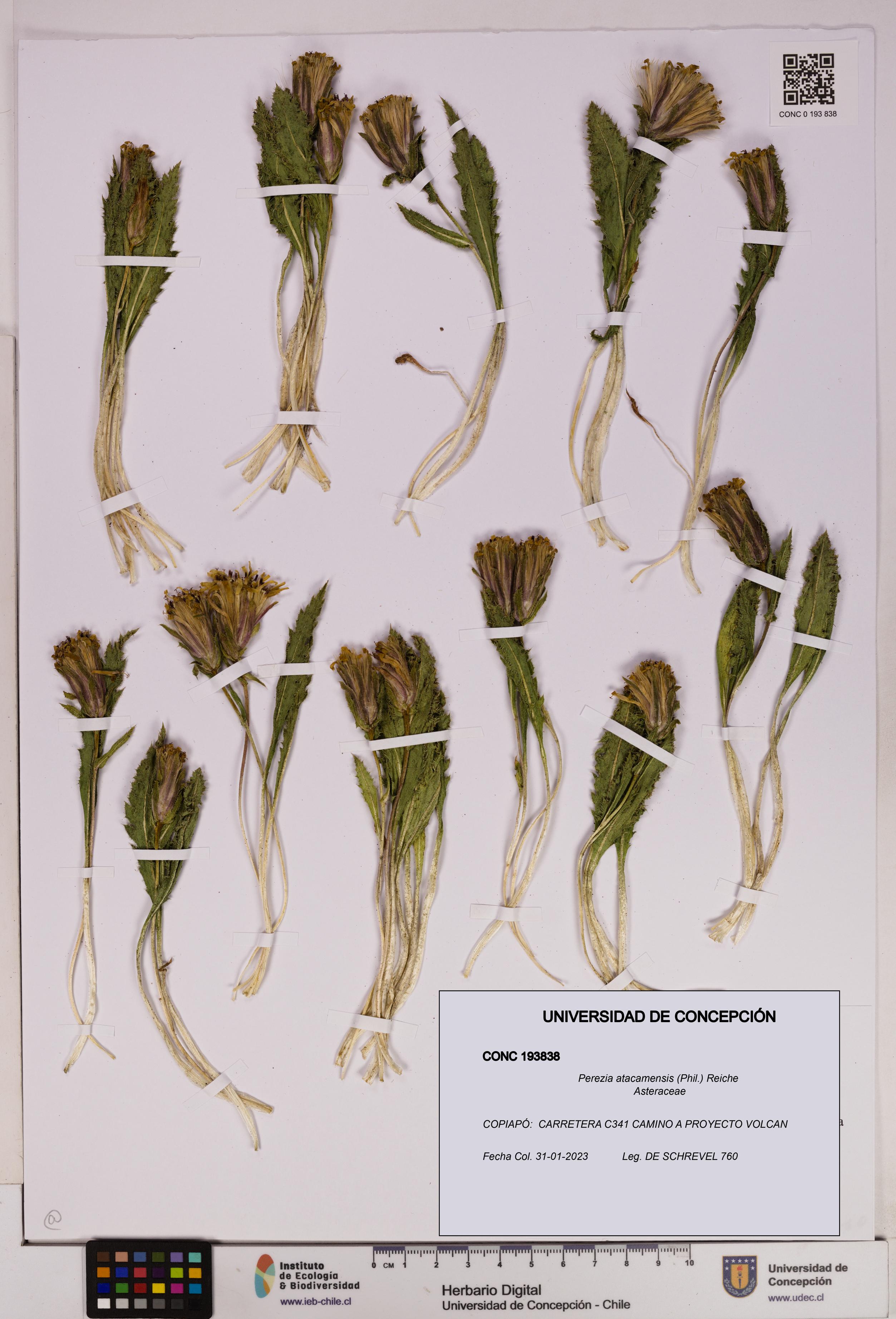 Perezia atacamensis [Espécimen: UDEC:CONC:0193838]
