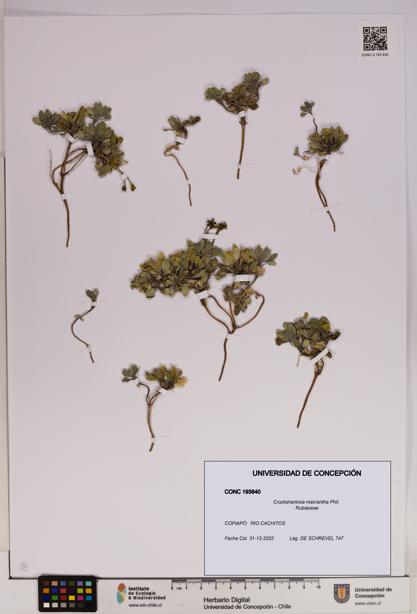 Cruckshanksia macrantha [Espécimen: UDEC:CONC:0193840]