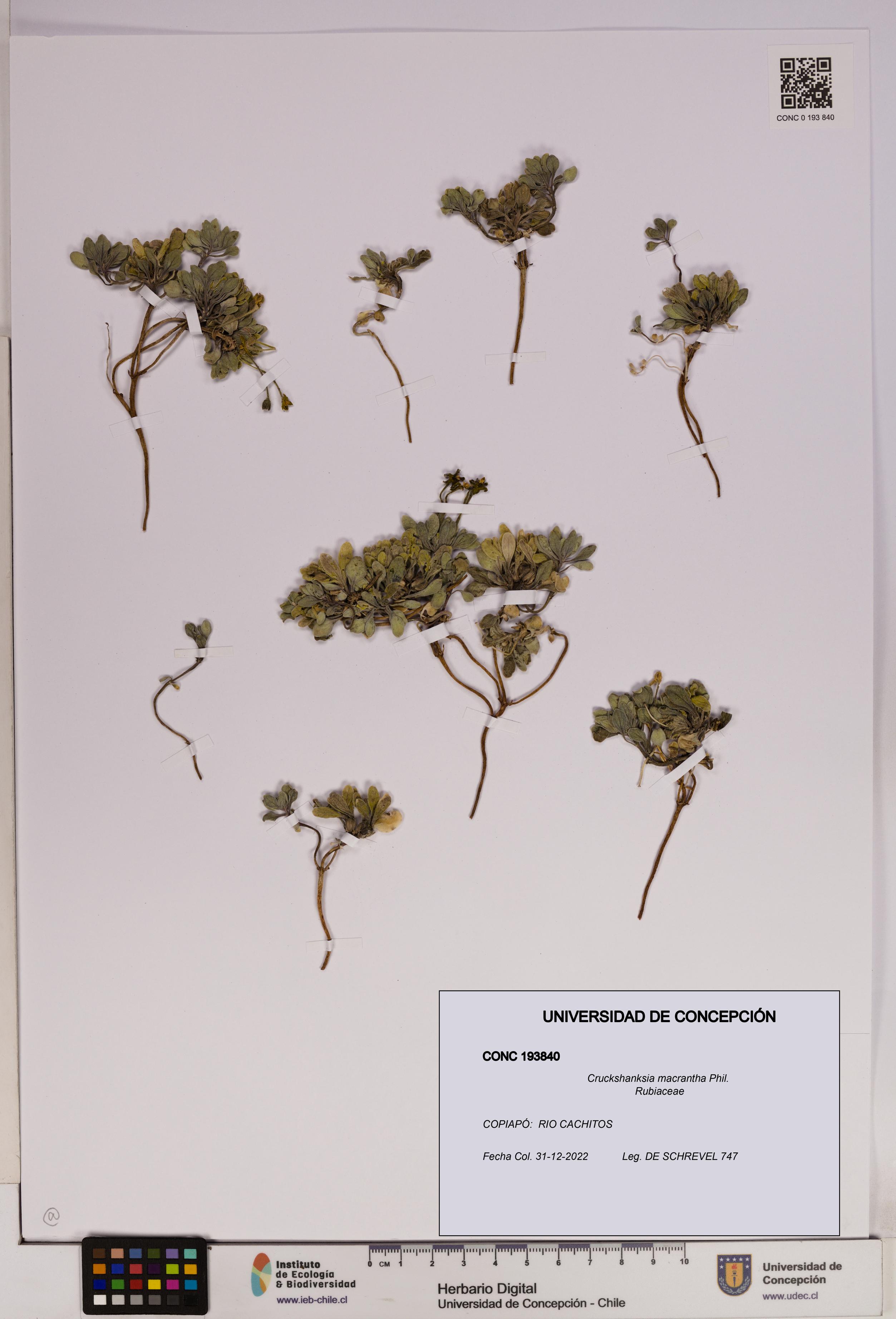 Cruckshanksia macrantha [Espécimen: UDEC:CONC:0193840]