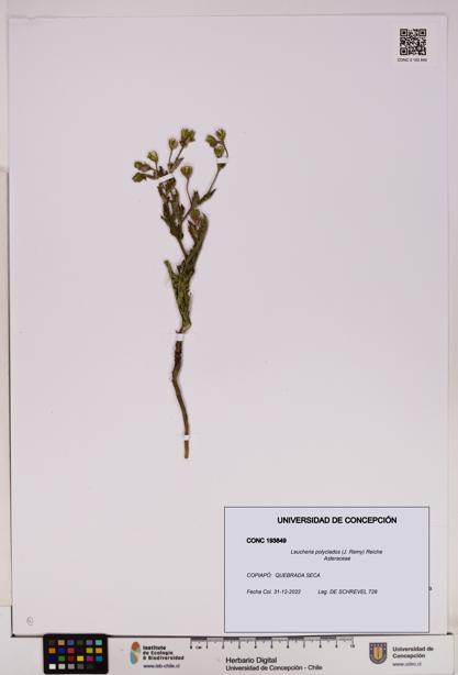 Leucheria polyclados [Espécimen: UDEC:CONC:0193849]