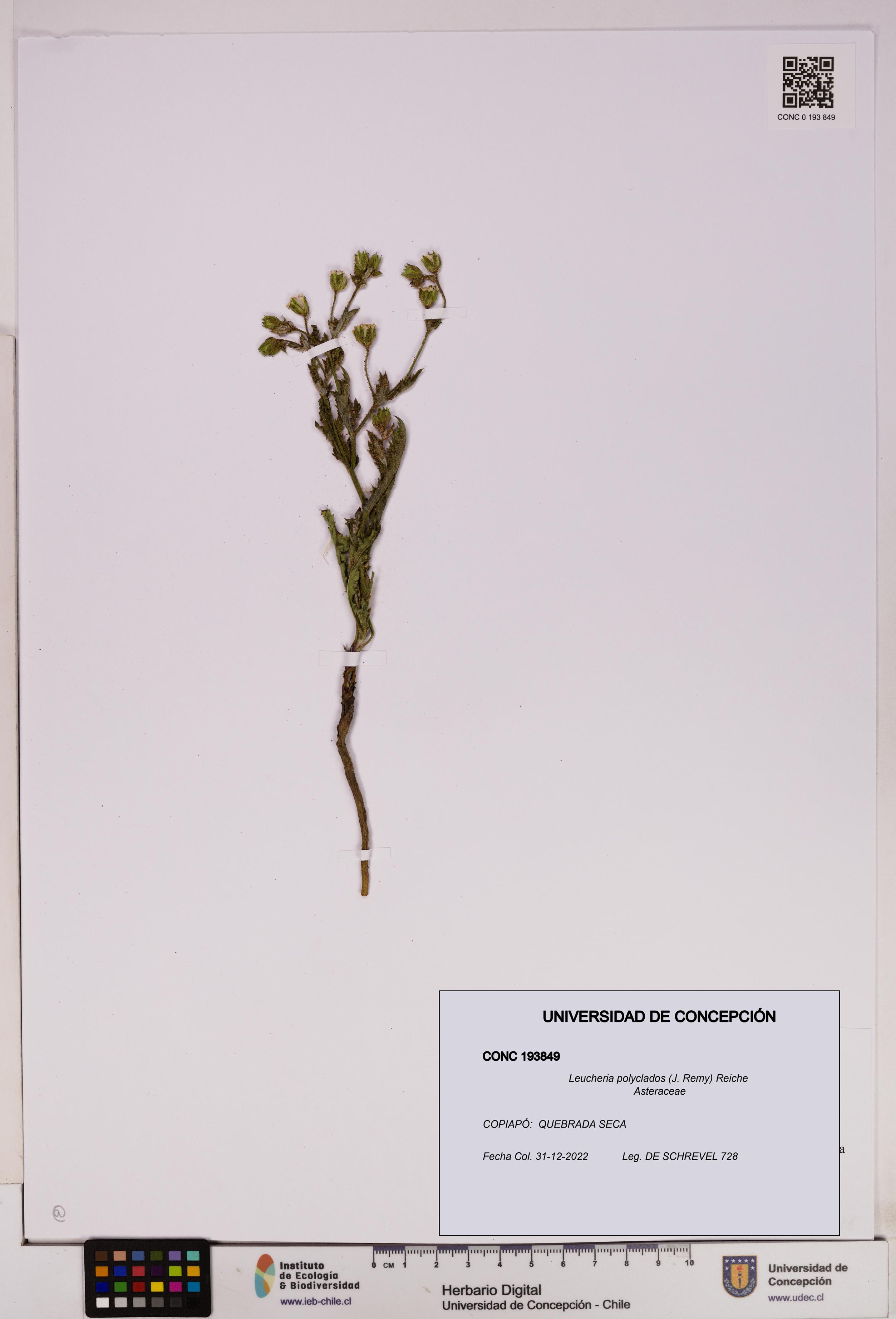 Leucheria polyclados [Espécimen: UDEC:CONC:0193849]