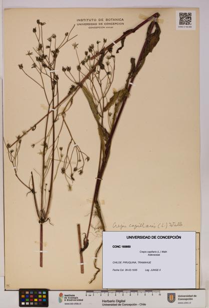 Crepis capillaris [Espécimen: UDEC:CONC:0193850]