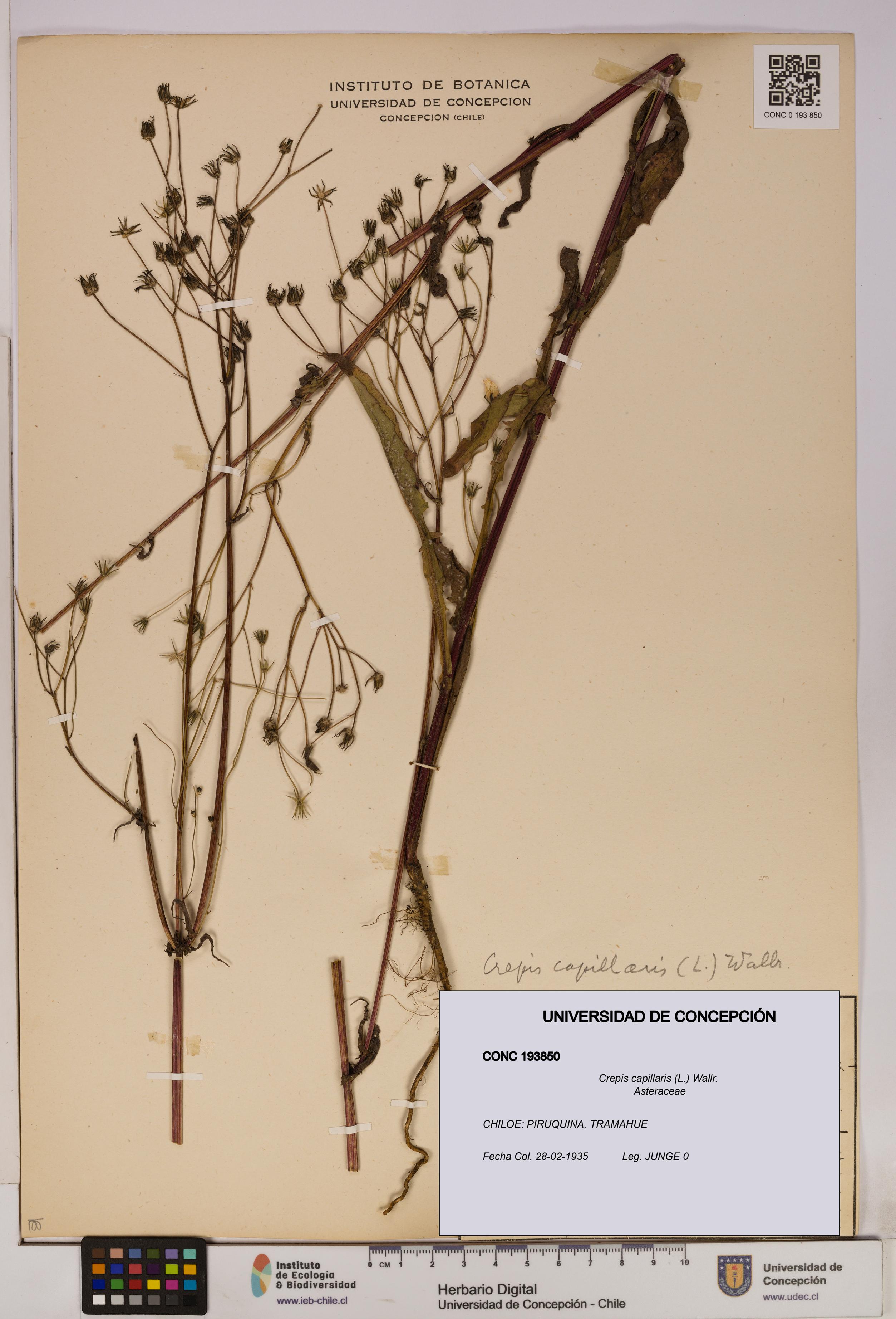 Crepis capillaris [Espécimen: UDEC:CONC:0193850]