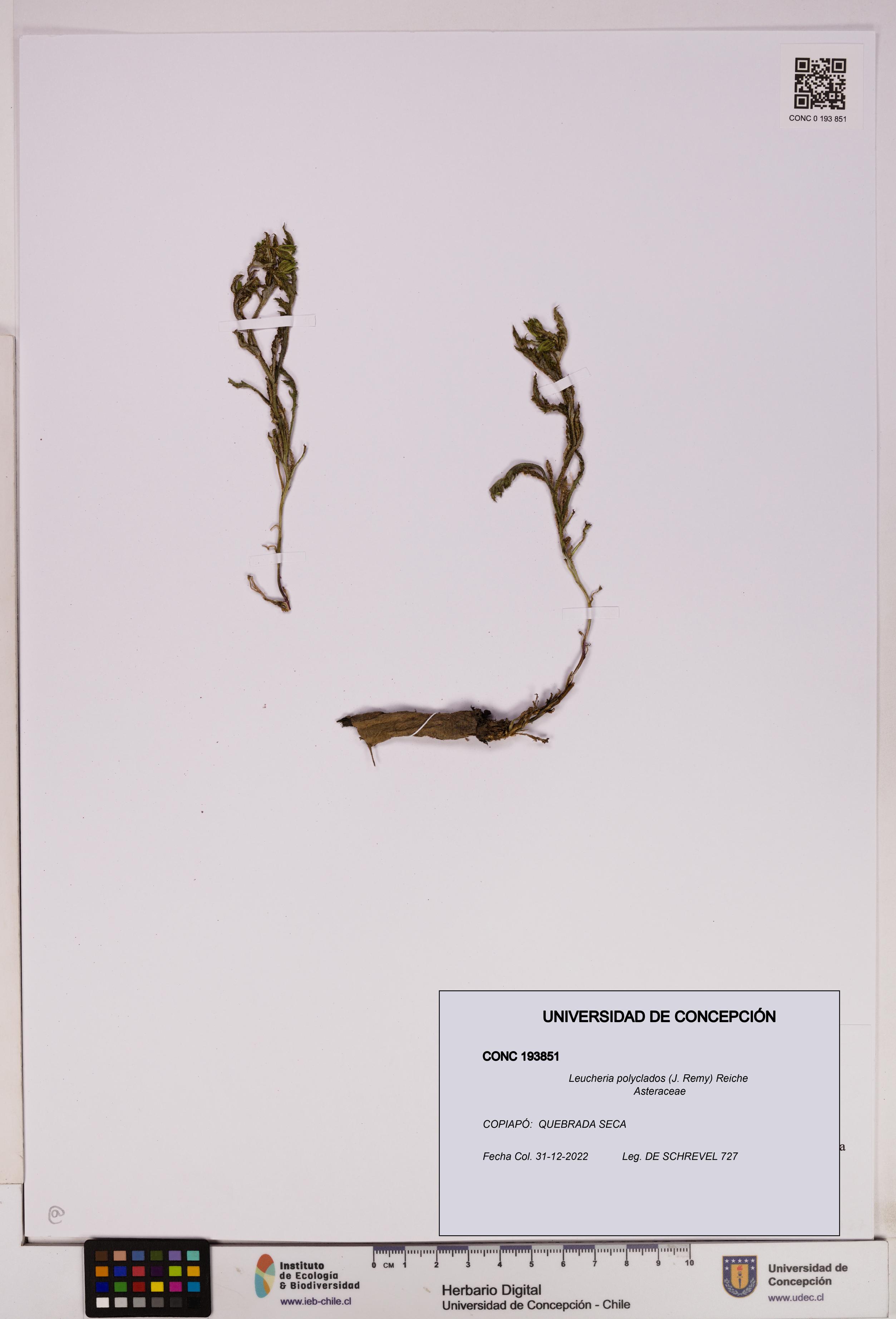 Leucheria polyclados [Espécimen: UDEC:CONC:0193851]