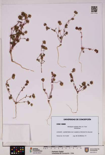 Montiopsis modesta [Espécimen: UDEC:CONC:0193855]