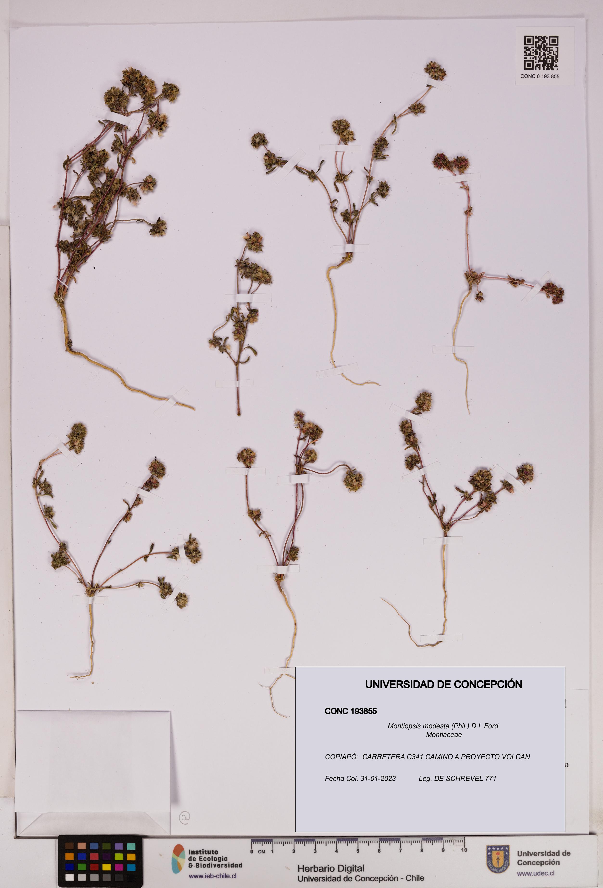 Montiopsis modesta [Espécimen: UDEC:CONC:0193855]