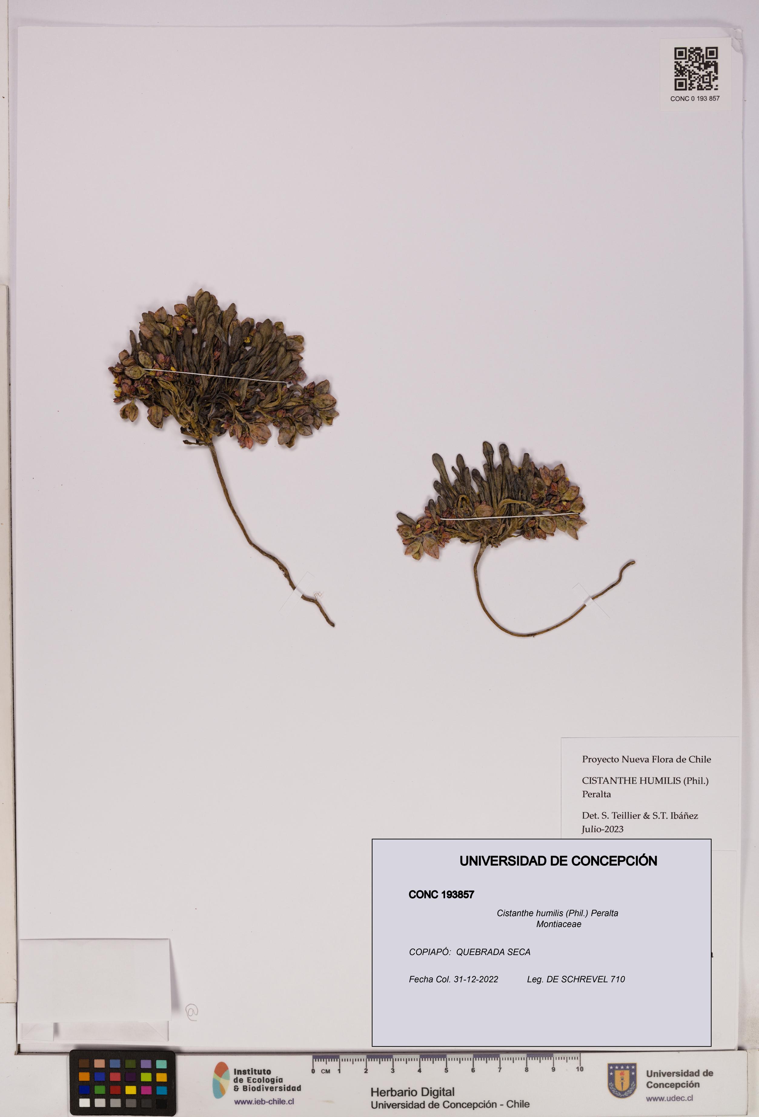 Cistanthe humilis [Espécimen: UDEC:CONC:0193857]