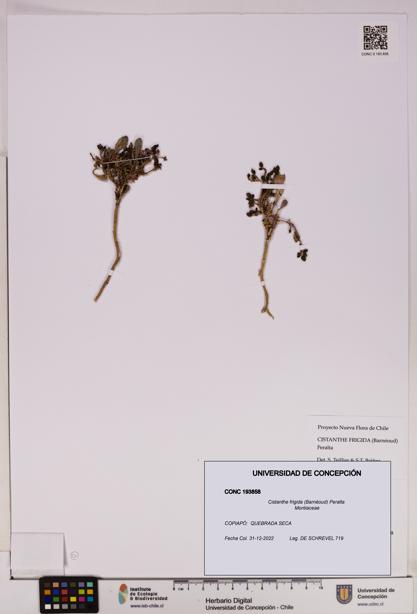Cistanthe frigida [Espécimen: UDEC:CONC:0193858]