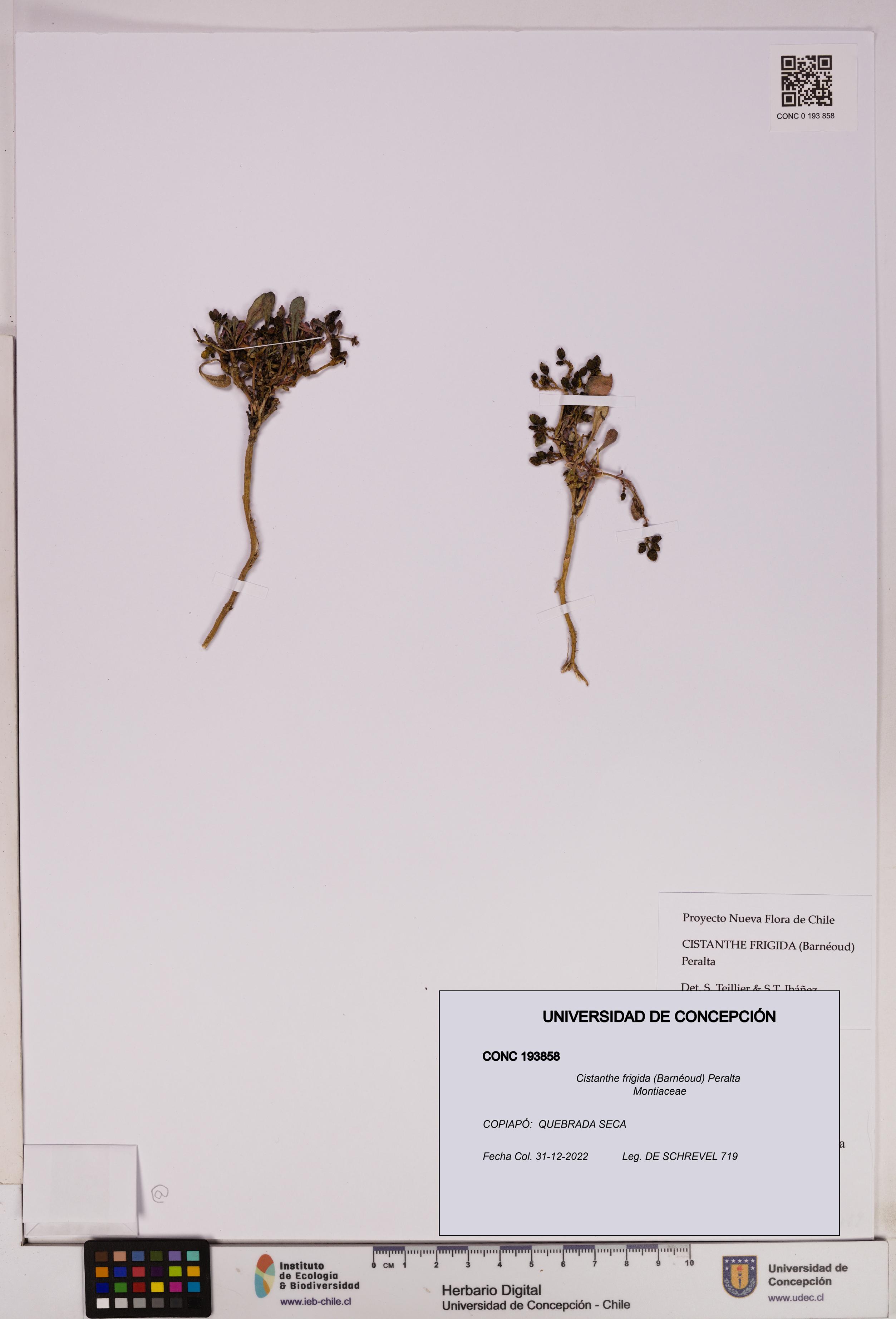 Cistanthe frigida [Espécimen: UDEC:CONC:0193858]