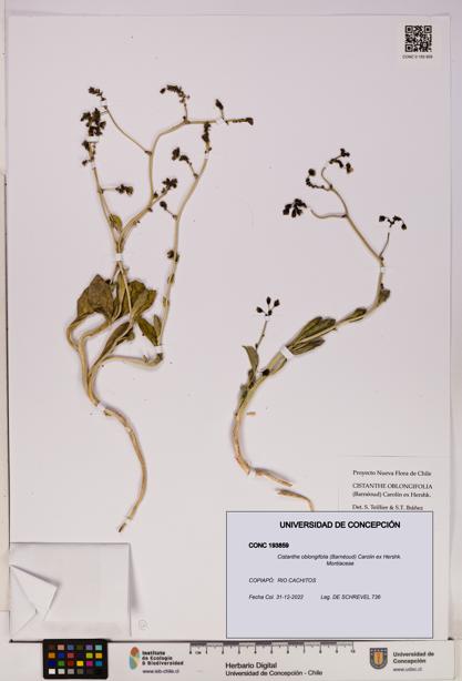 Cistanthe oblongifolia [Espécimen: UDEC:CONC:0193859]