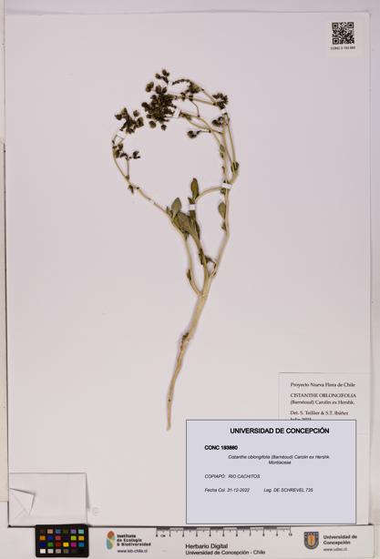 Cistanthe oblongifolia [Espécimen: UDEC:CONC:0193860]