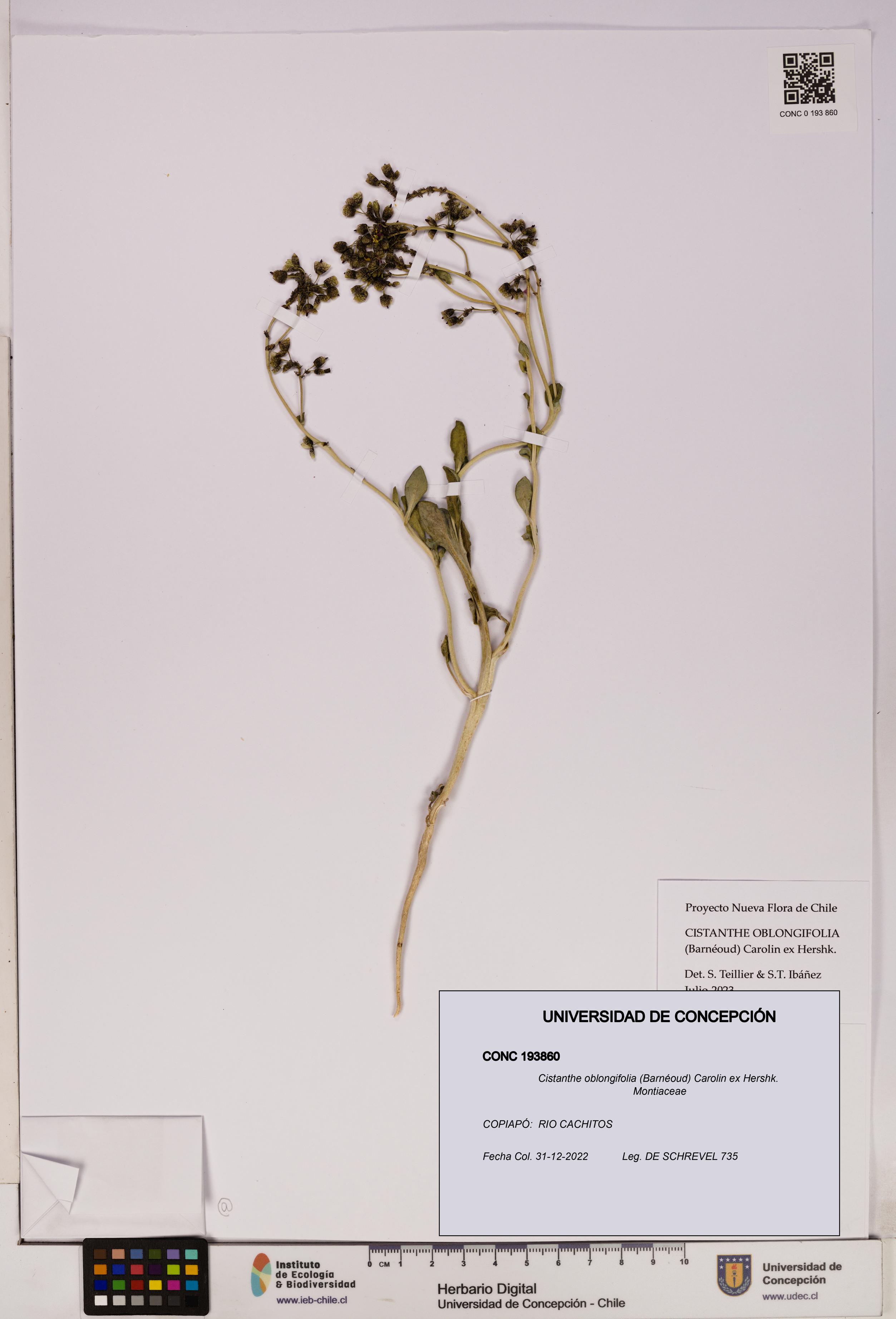 Cistanthe oblongifolia [Espécimen: UDEC:CONC:0193860]