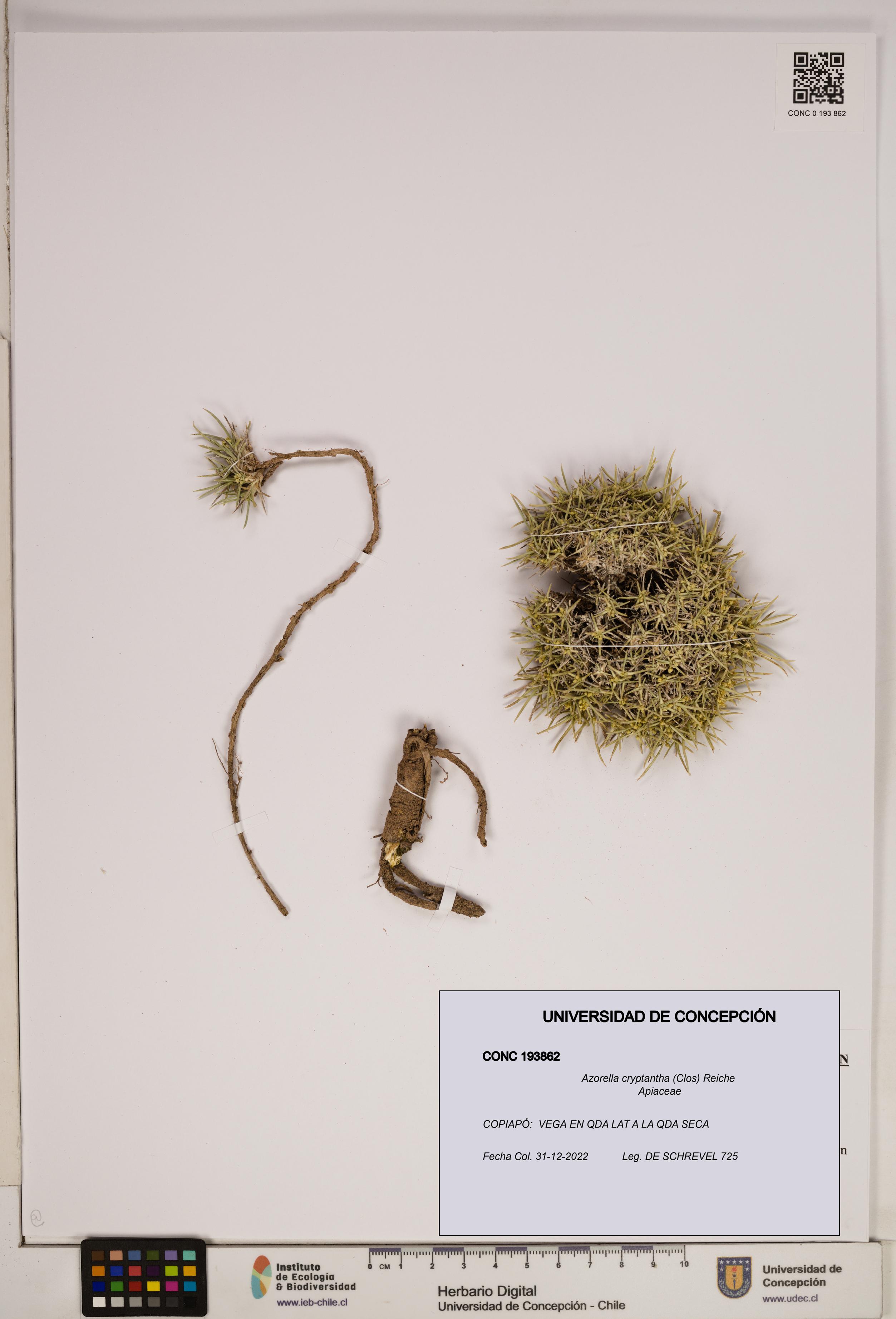 Azorella cryptantha [Espécimen: ]