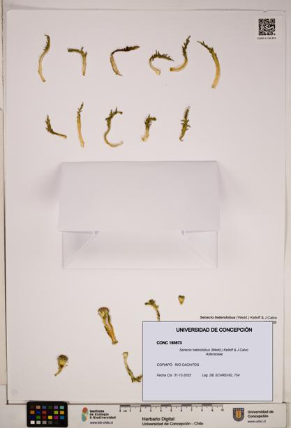 Senecio heterolobus [Espécimen: ]