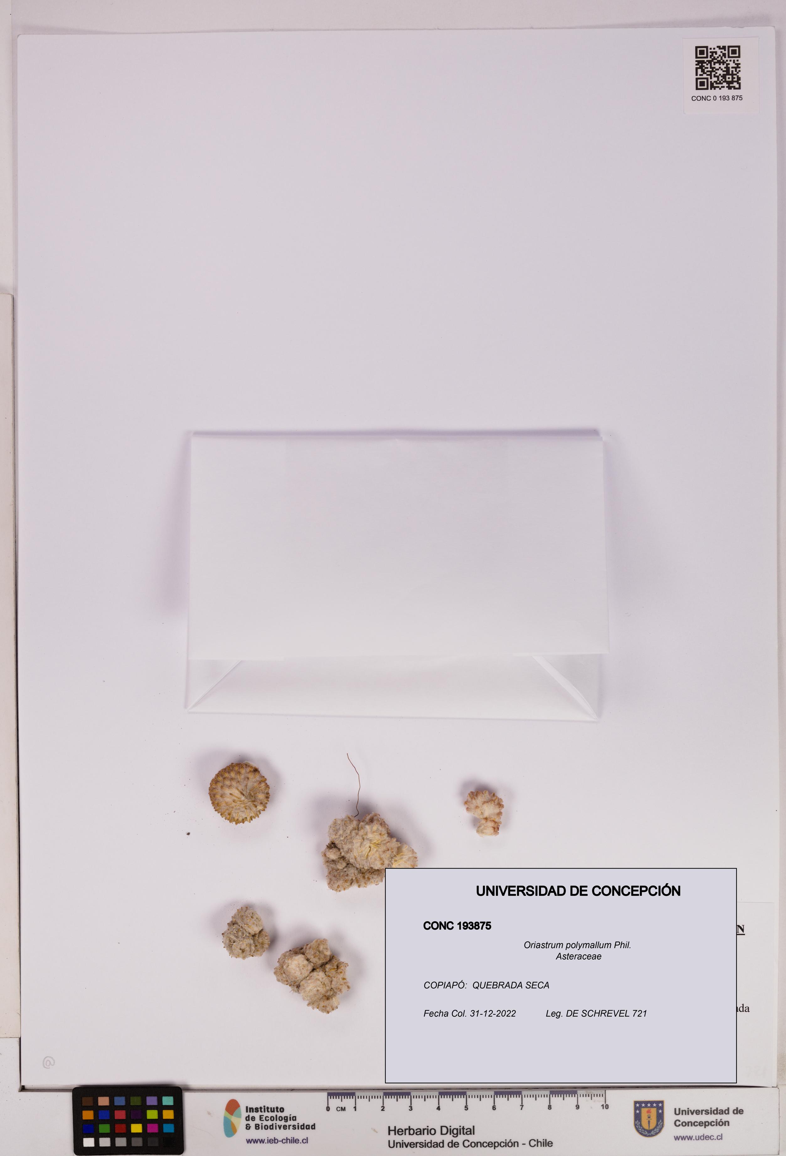 Oriastrum polymallum [Espécimen: UDEC:CONC:0193875]