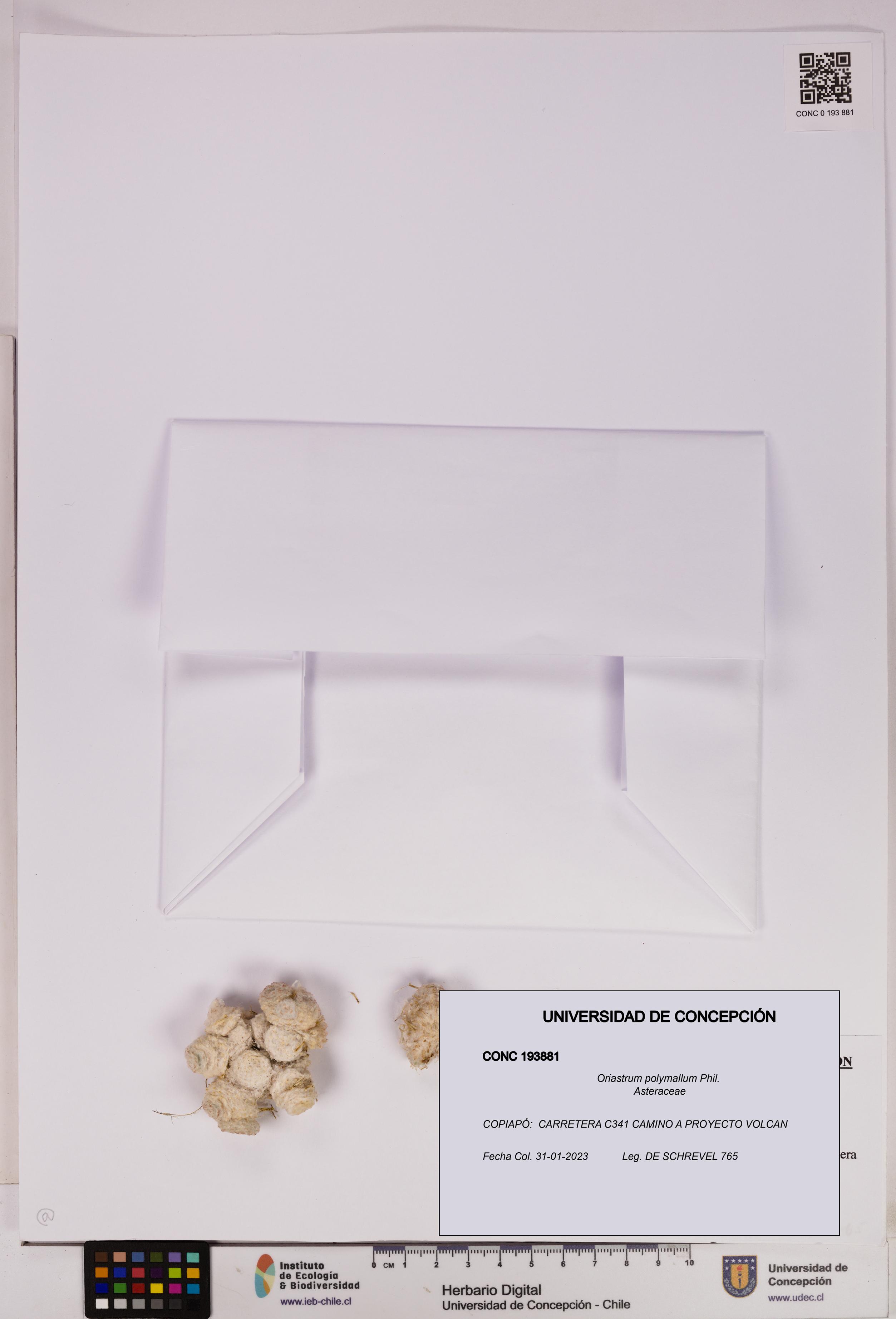 Oriastrum polymallum [Espécimen: UDEC:CONC:0193881]