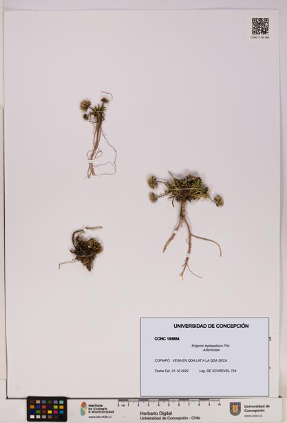 Erigeron leptopetalus [Espécimen: UDEC:CONC:0193884]