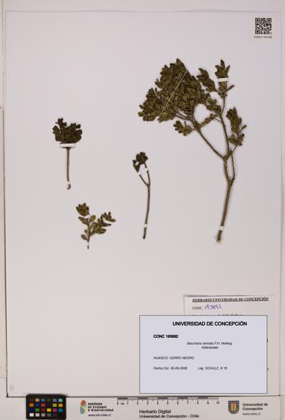 Baccharis vernalis [Espécimen: UDEC:CONC:0193892]