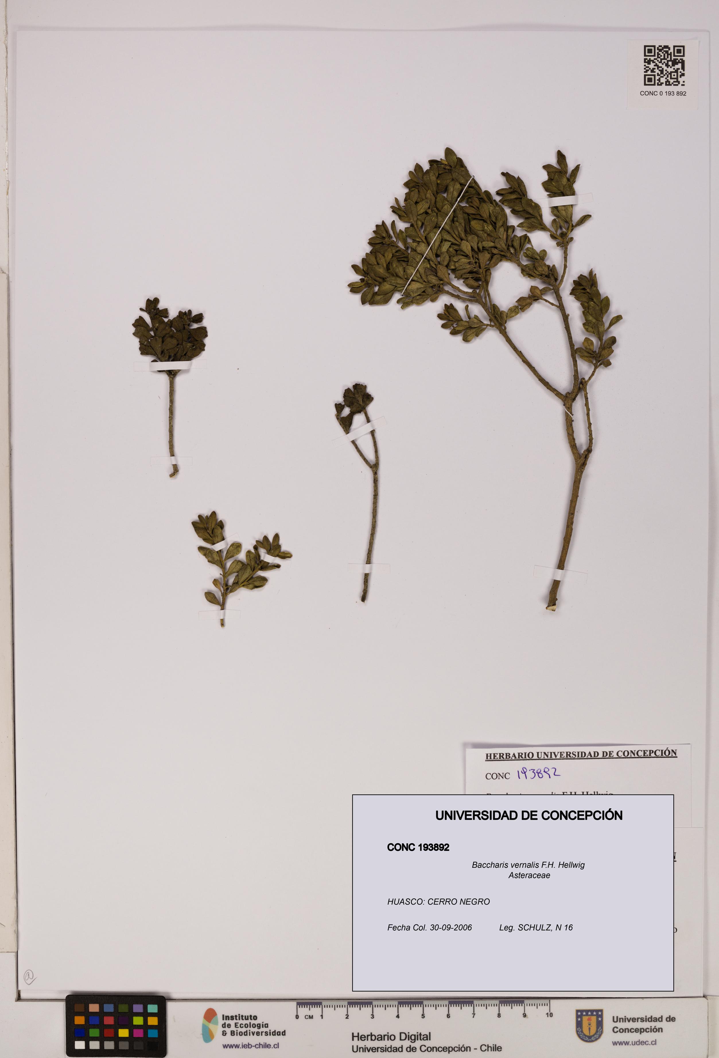 Baccharis vernalis [Espécimen: UDEC:CONC:0193892]