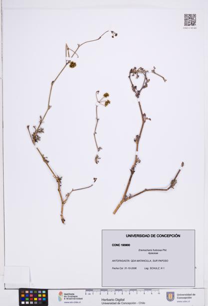 Eremocharis fruticosa [Espécimen: ]