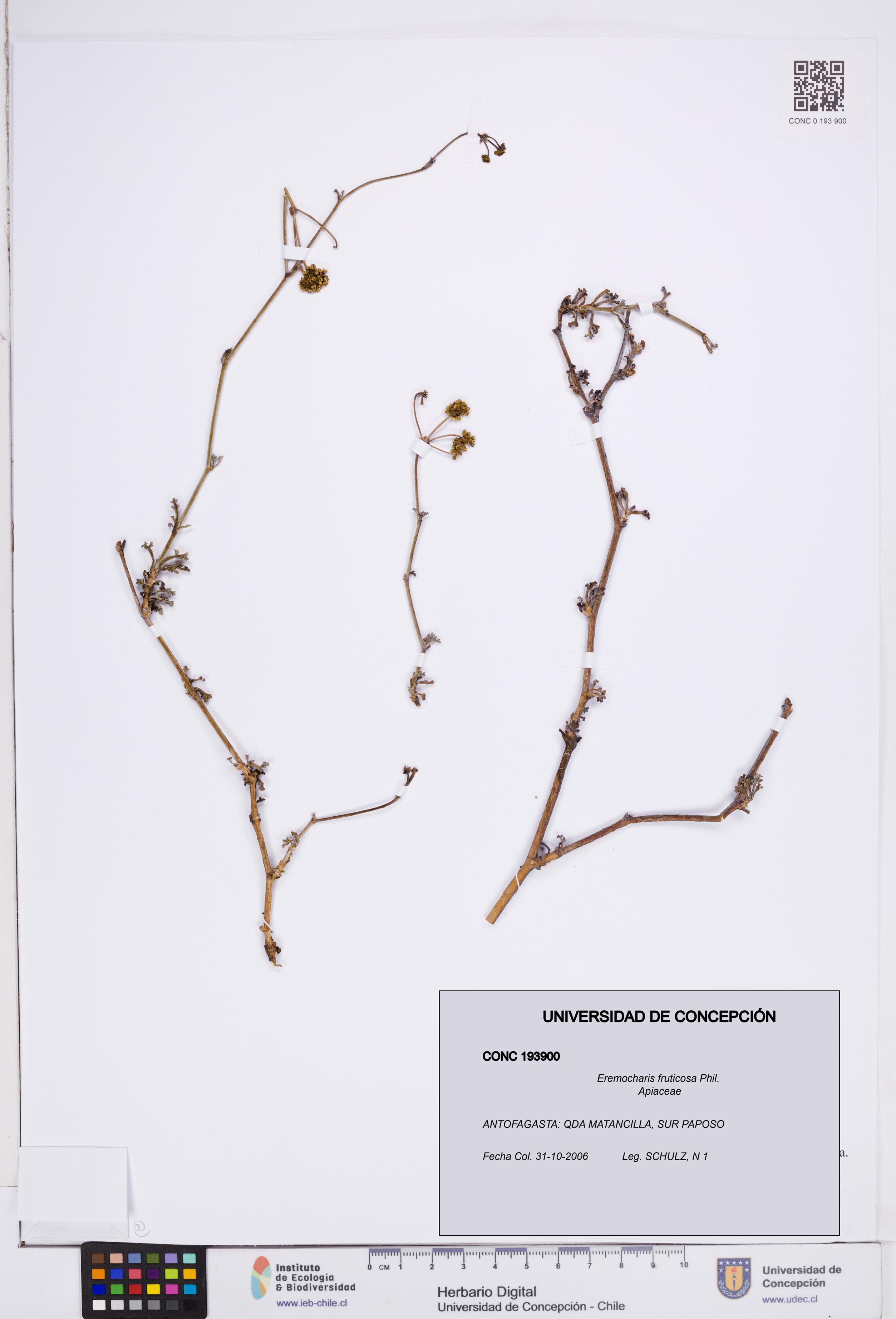 Eremocharis fruticosa [Espécimen: ]