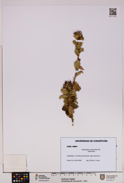 Haplopappus deserticola [Espécimen: UDEC:CONC:0193901]