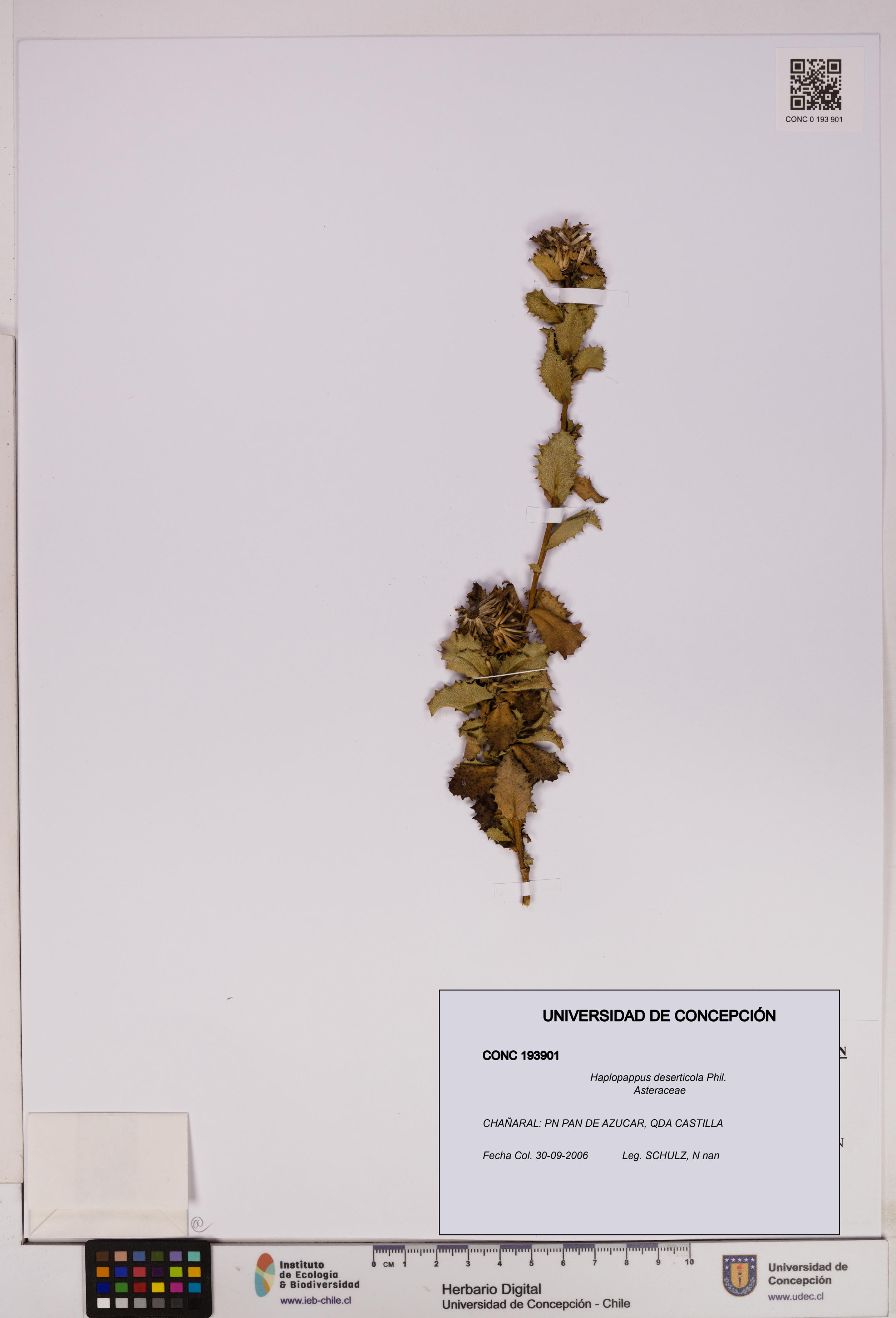Haplopappus deserticola [Espécimen: UDEC:CONC:0193901]