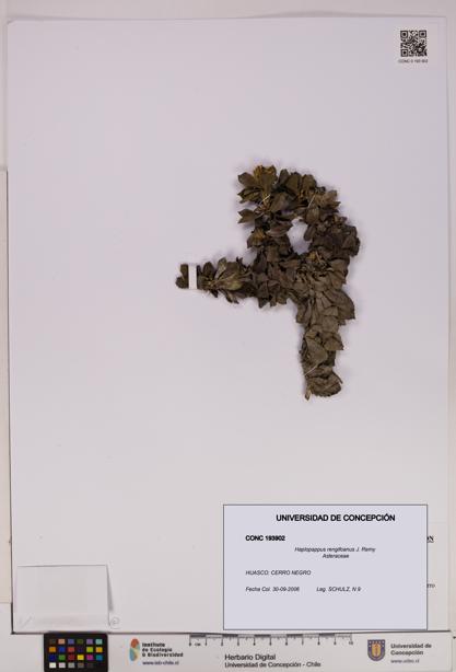 Haplopappus rengifoanus [Espécimen: UDEC:CONC:0193902]
