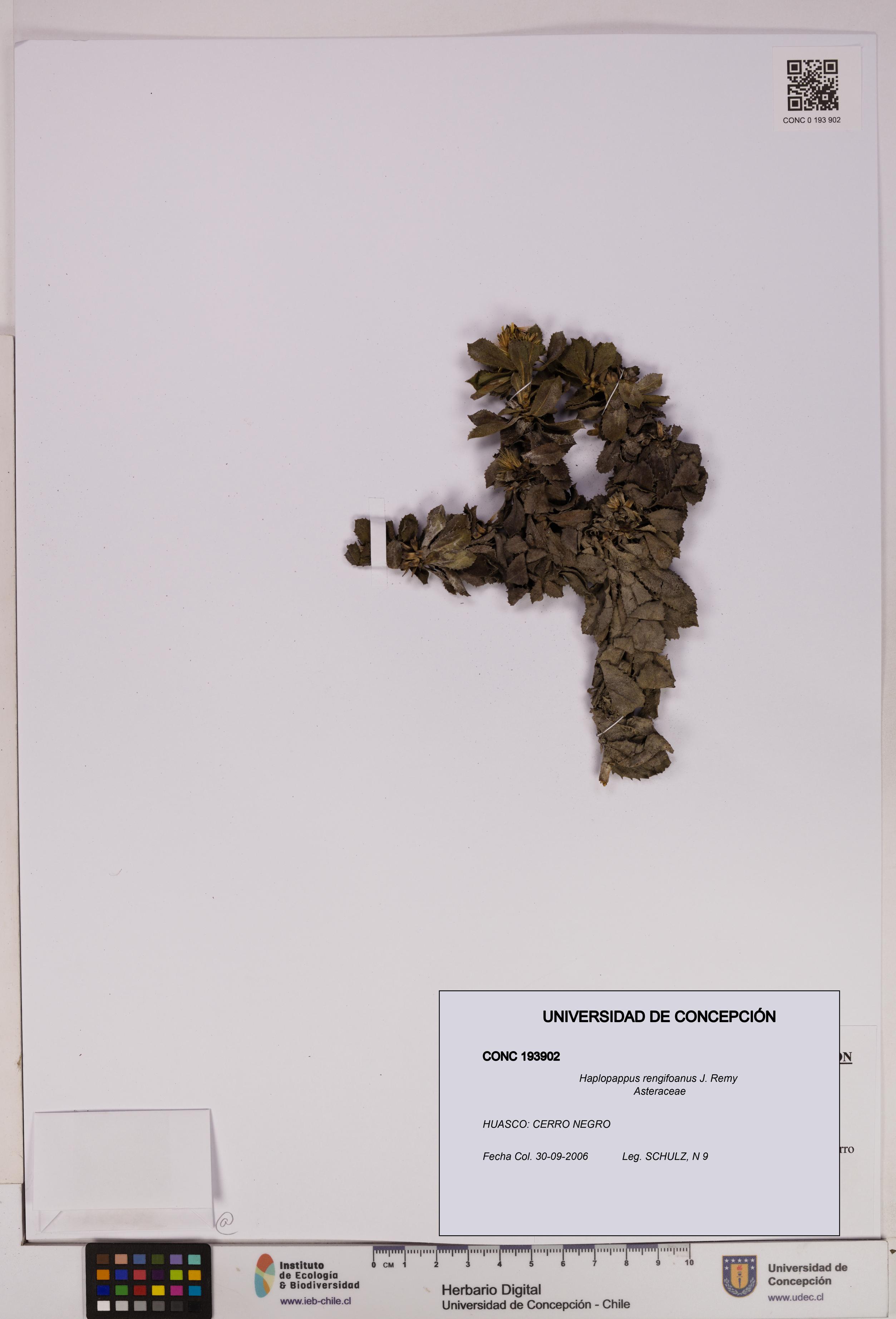 Haplopappus rengifoanus [Espécimen: UDEC:CONC:0193902]
