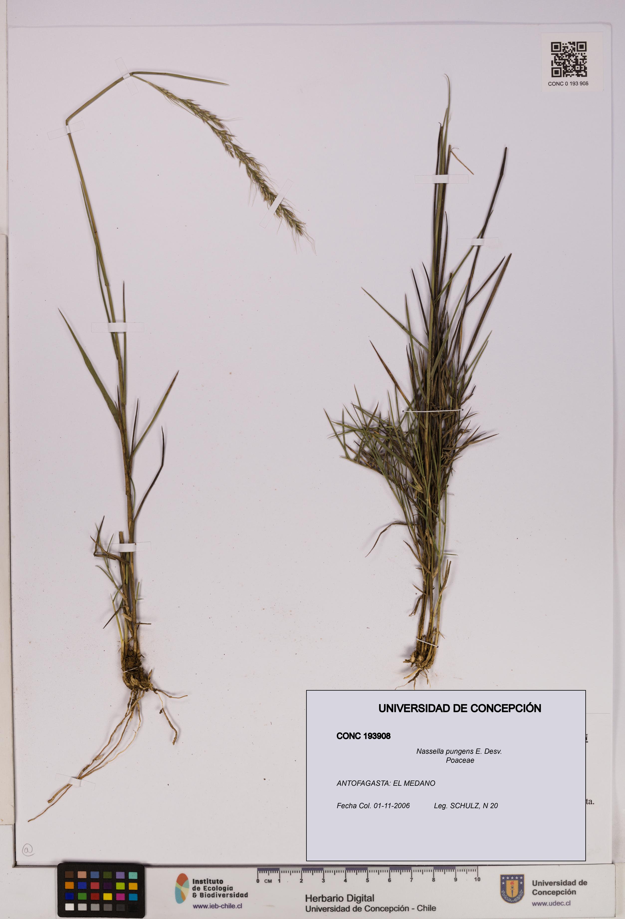Nassella pungens [Espécimen: UDEC:CONC:0193908]
