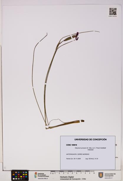 Olsynium junceum [Espécimen: UDEC:CONC:0193919]