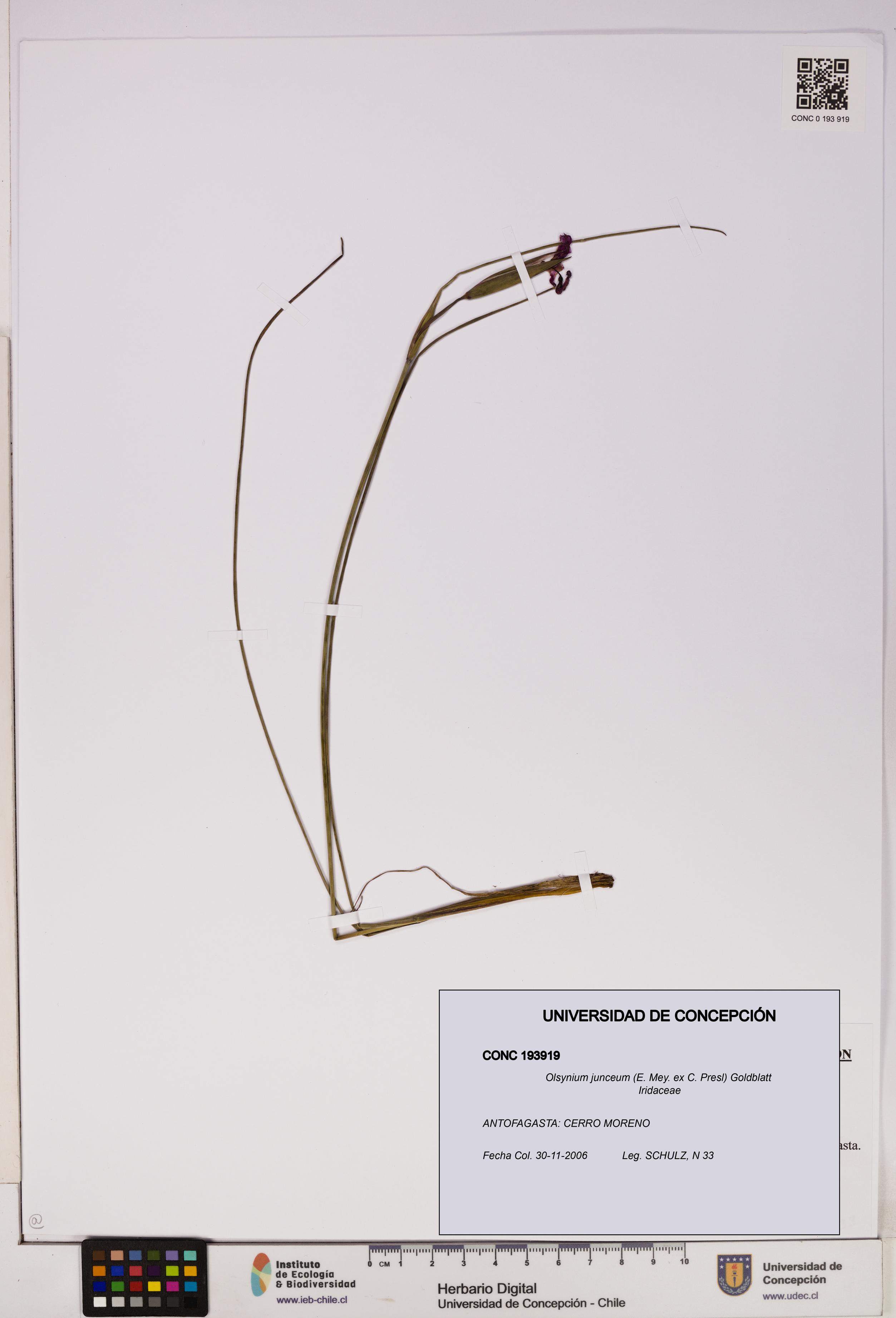 Olsynium junceum [Espécimen: UDEC:CONC:0193919]