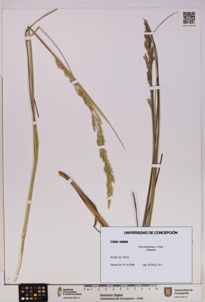 Poa holciformis [Espécimen: UDEC:CONC:0193923]