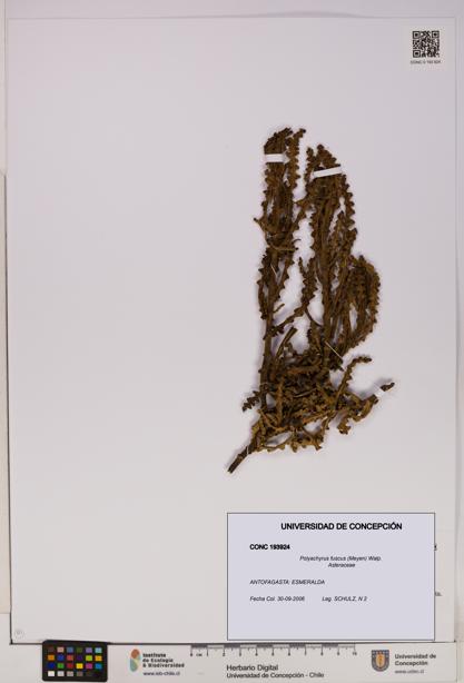 Polyachyrus fuscus [Espécimen: UDEC:CONC:0193924]