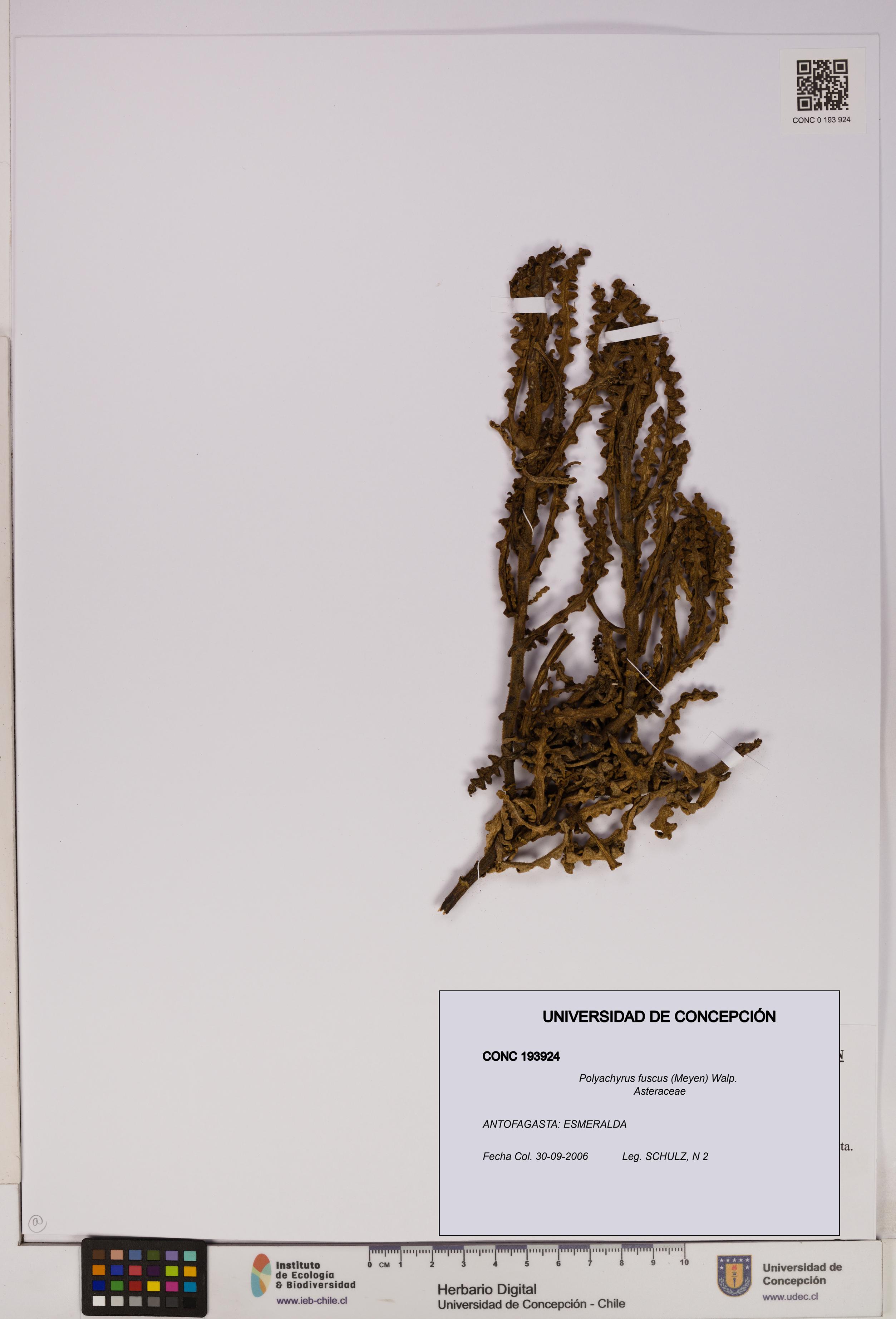 Polyachyrus fuscus [Espécimen: UDEC:CONC:0193924]