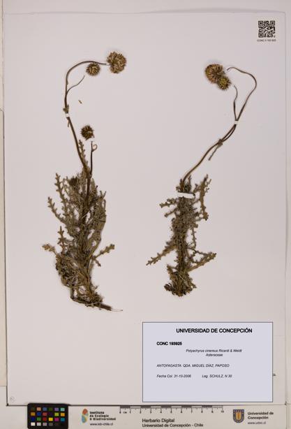 Polyachyrus cinereus [Espécimen: ]