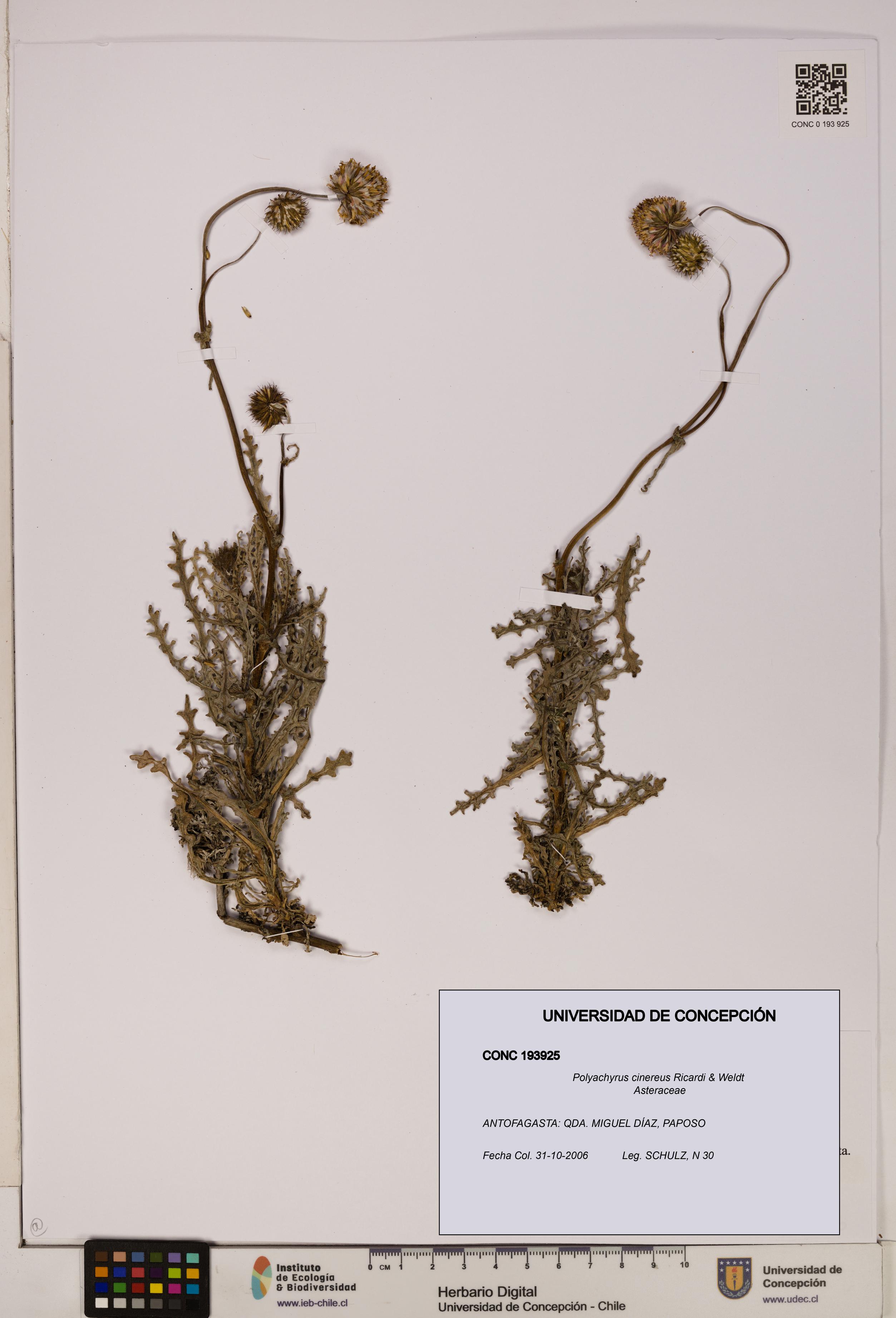 Polyachyrus cinereus [Espécimen: ]